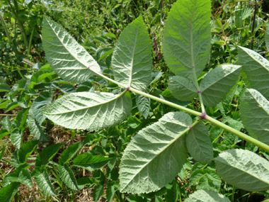 Verso des feuilles. Agrandir dans une nouvelle fenêtre (ou onglet)